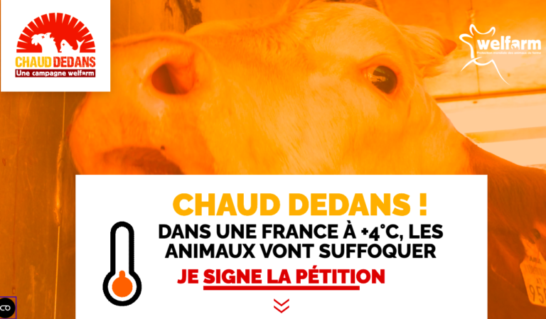 Chaud dedans ! Les animaux aussi souffrent des fortes chaleurs.