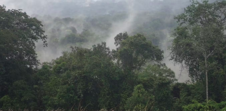 Mesurer l’invisible : calculer le stock et le flux de CO₂ d’une forêt primaire