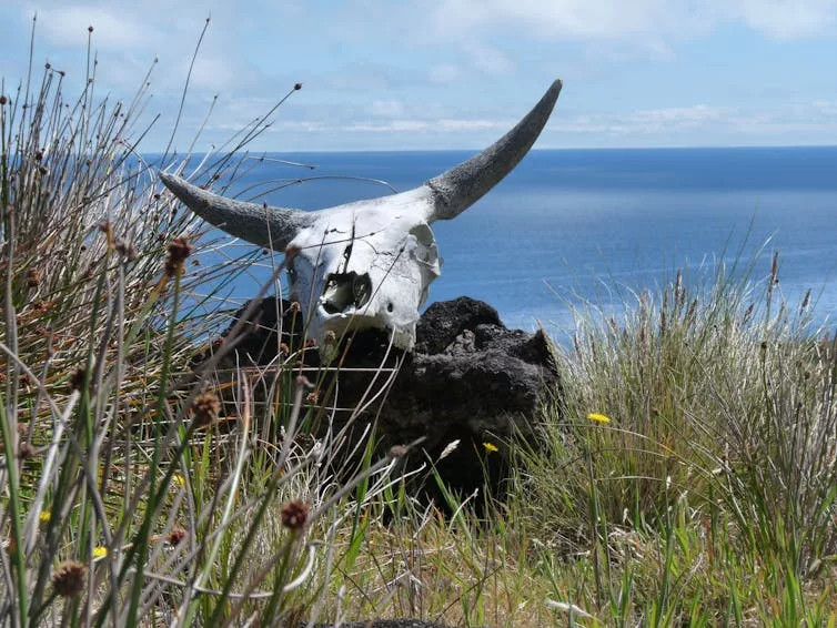 Crâne d’une vache sur l’île Amsterdam