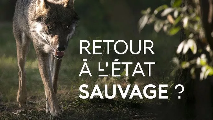 Faut-il restaurer ou réensauvager la nature ?
