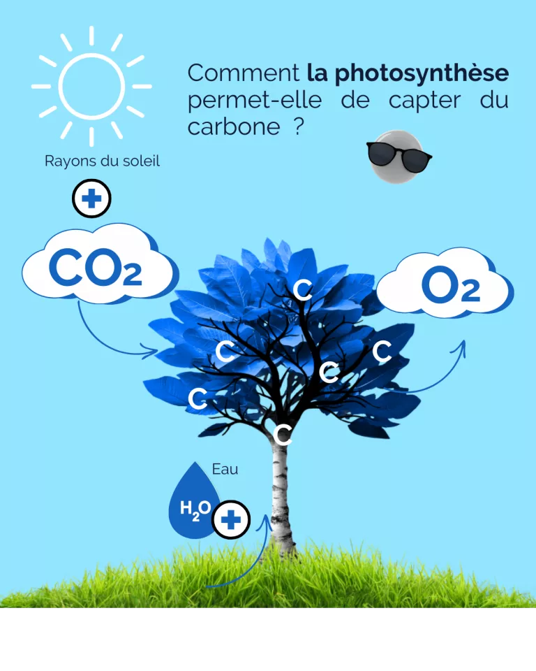 Comment capturer le carbone dans les sols ?