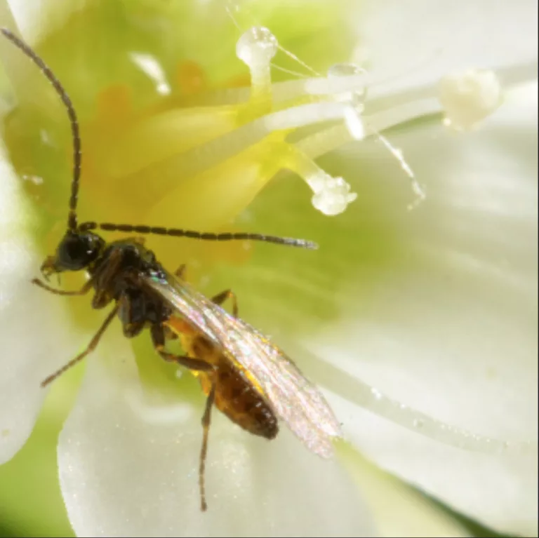 Les solutions en agroécologie pour placer la biodiversité au cœur des pratiques agricoles