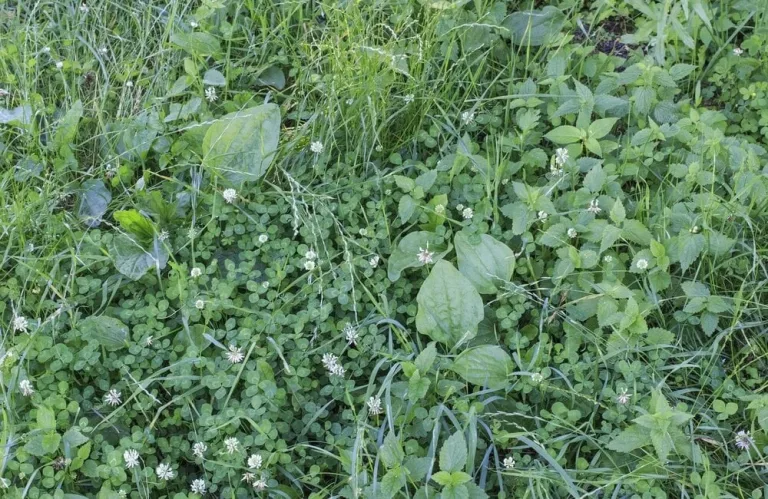 Agriculture : comment lutter contre les mauvaises herbes sans pesticides ?
