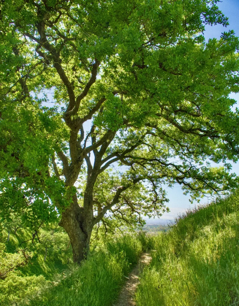 5 bonnes raisons d&rsquo;aimer les arbres et d&rsquo;en planter partout