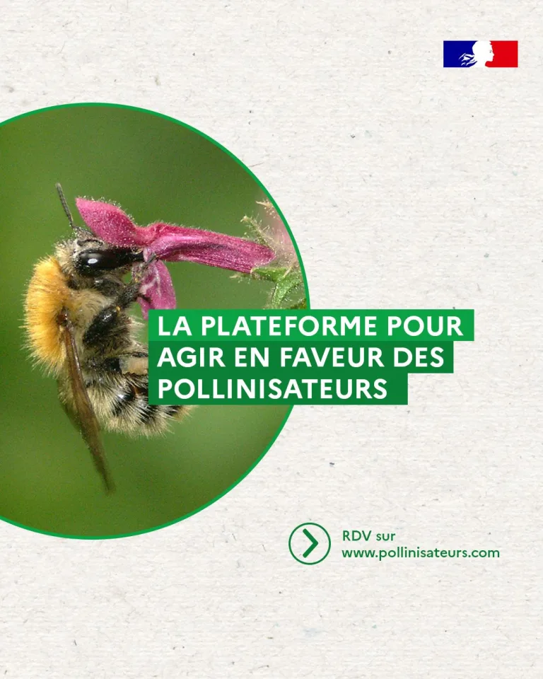 Pollinisateurs.com : la plateforme collaborative pour agir en faveur des pollinisateurs