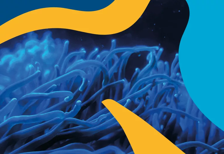 Conférence des Nations unies sur l’Océan du 9 au 13 juin 2025 à Nice