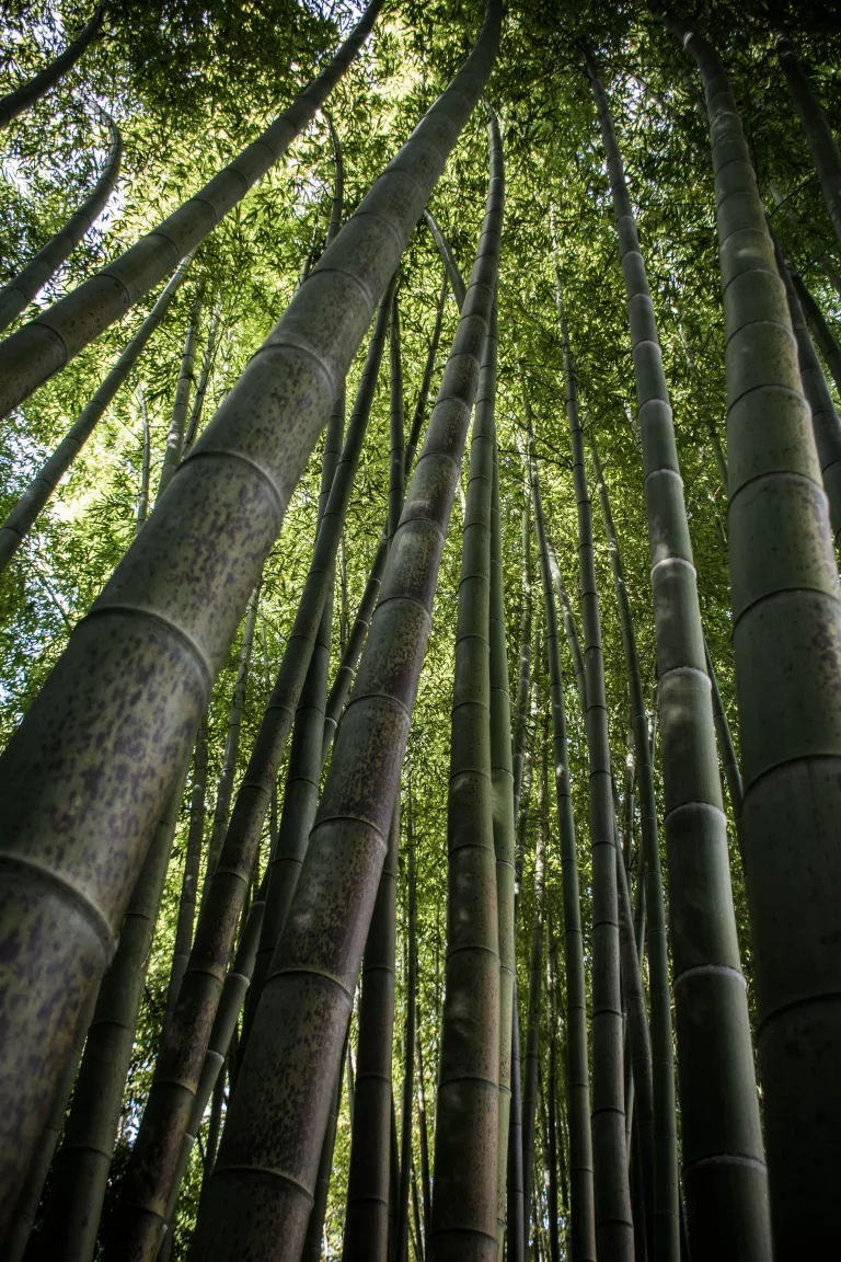 Planter du bambou, un bienfait pour l’environnement grâce à sa capacité à séquestrer le carbone