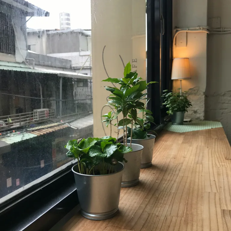 Les plantes d’intérieur sont-elles vraiment efficaces contre la pollution ?