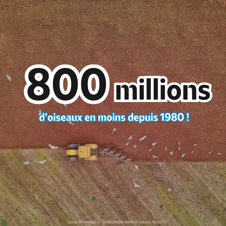 Les pratiques agricoles sont responsables du déclin des oiseaux en Europe