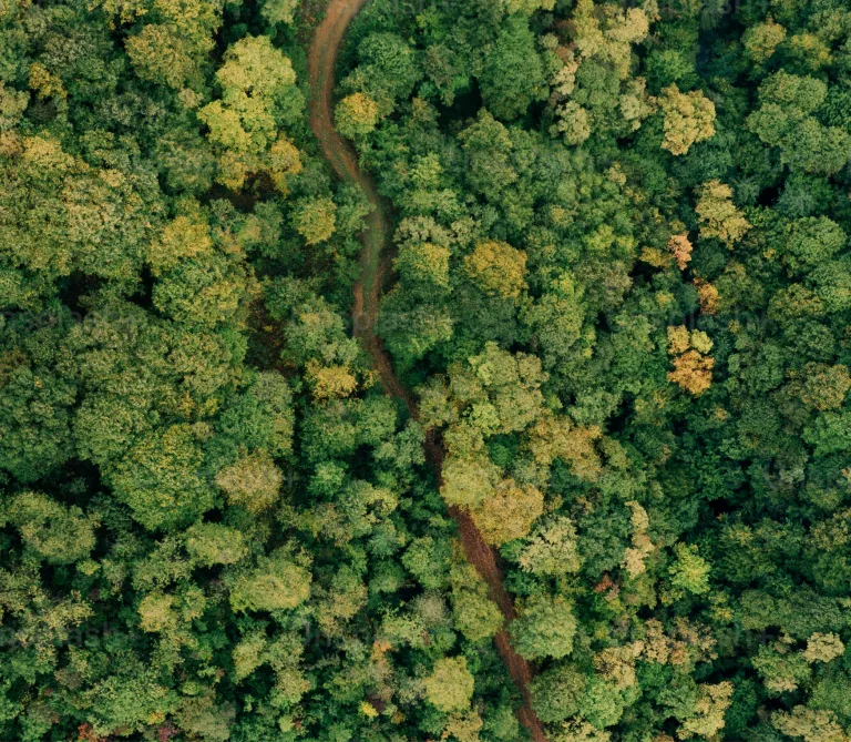 Changement climatique : les forêts ont-elles besoin de nous pour s’adapter ?