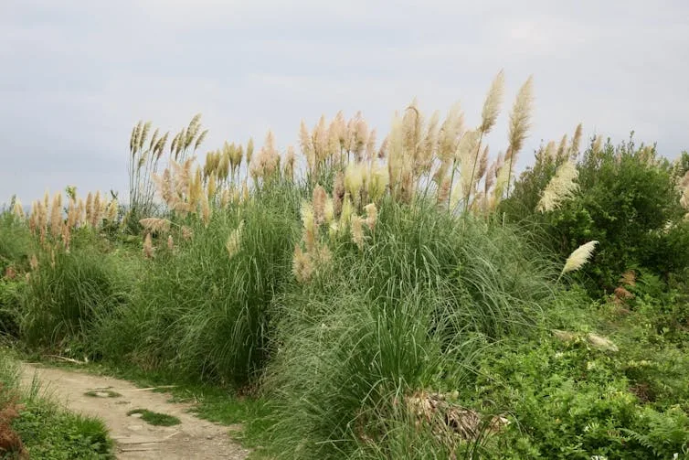 L’herbe de la Pampa (Cortaderia selloana), une espèce exotique envahissante, dans le Pays Basque