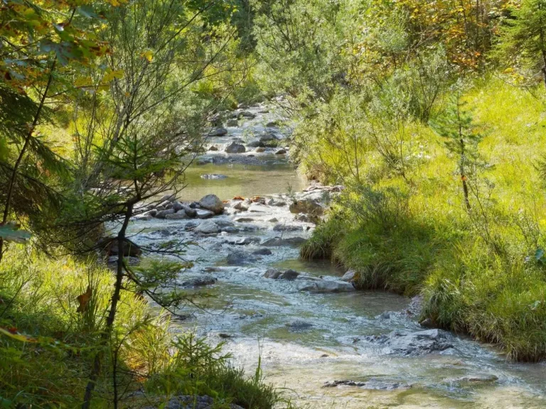 Qu’est-ce que la restauration de la nature ? Définition, enjeux et solutions