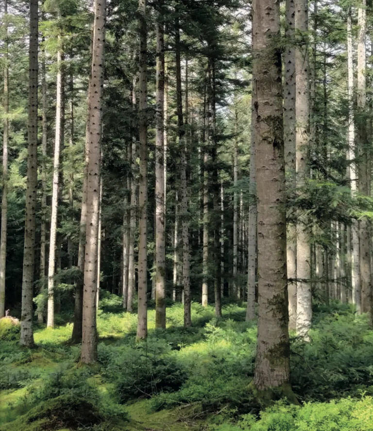 Les résultats 2025 de l&rsquo;Inventaire forestier national (IFN)