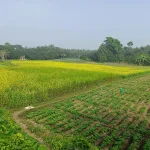 a large field of crops with trees in the background