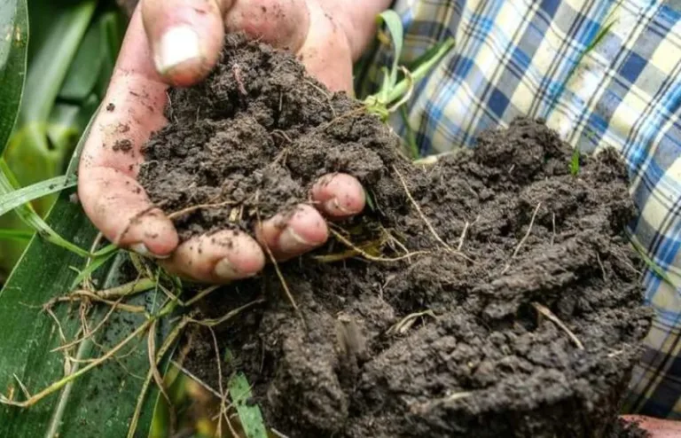 Soil Monitoring Law : la directive de l’Union européenne sur la surveillance et la résilience des sols pour accélérer l’agriculture régénératrice ?