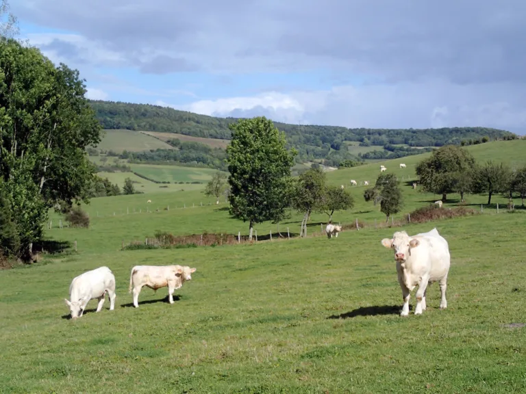 Faut-il partager ou épargner les terres ? Pourquoi le dilemme agriculture-biodiversité est dépassé