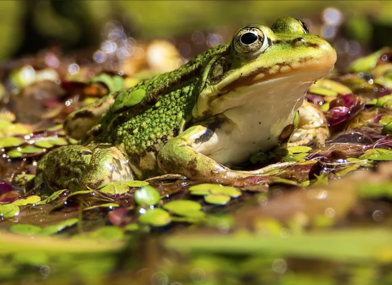 Pourquoi le vert est-il la couleur de la nature ?