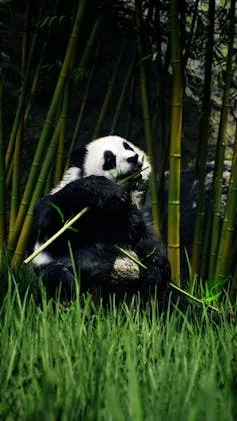 Image numérique d’un panda dégustant du bambou