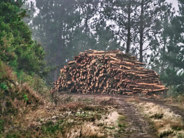 Transition énergétique : développer les bioénergies, oui mais avec quelles biomasses ?