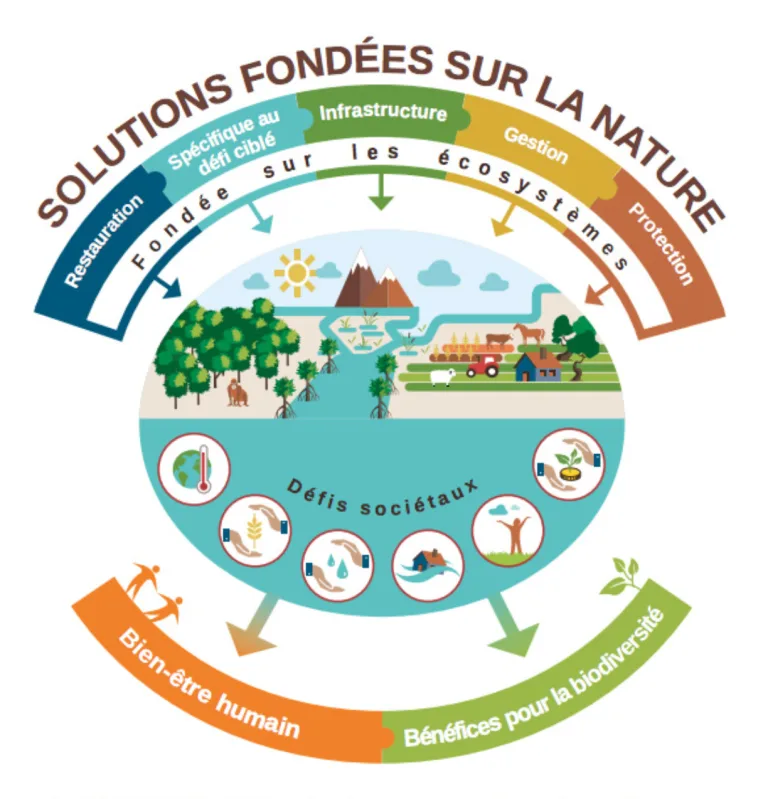 Les Solutions fondées sur la nature (SfN) pour la gestion de l&rsquo;eau à l&rsquo;épreuve de la science