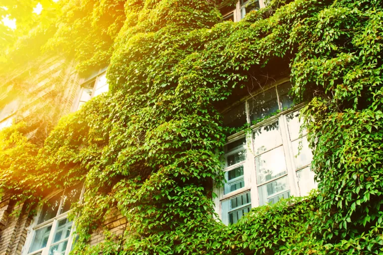 Urbanisme écologique : de la nature en ville à la ville régénérative