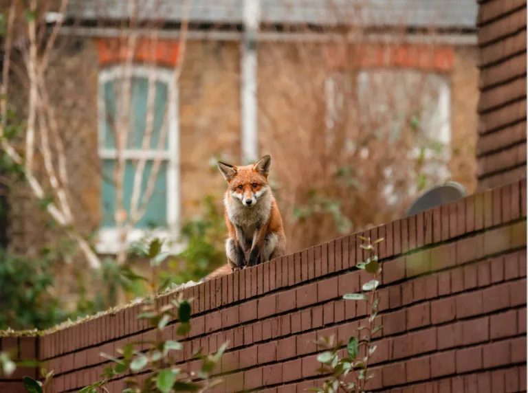 Écologie urbaine : Connaissances, enjeux et défis de la biodiversité en ville