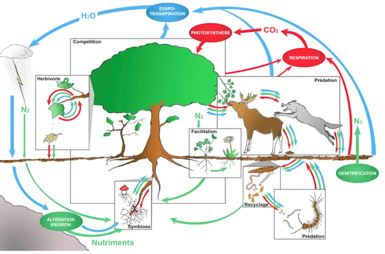 L’écosystème intègre une diversité d’espèces mais aussi tout un ensemble de processus qui assurent la durabilité du système. En ville, favoriser la biodiversité consiste à se rapprocher de ces fonctionnements complexes
