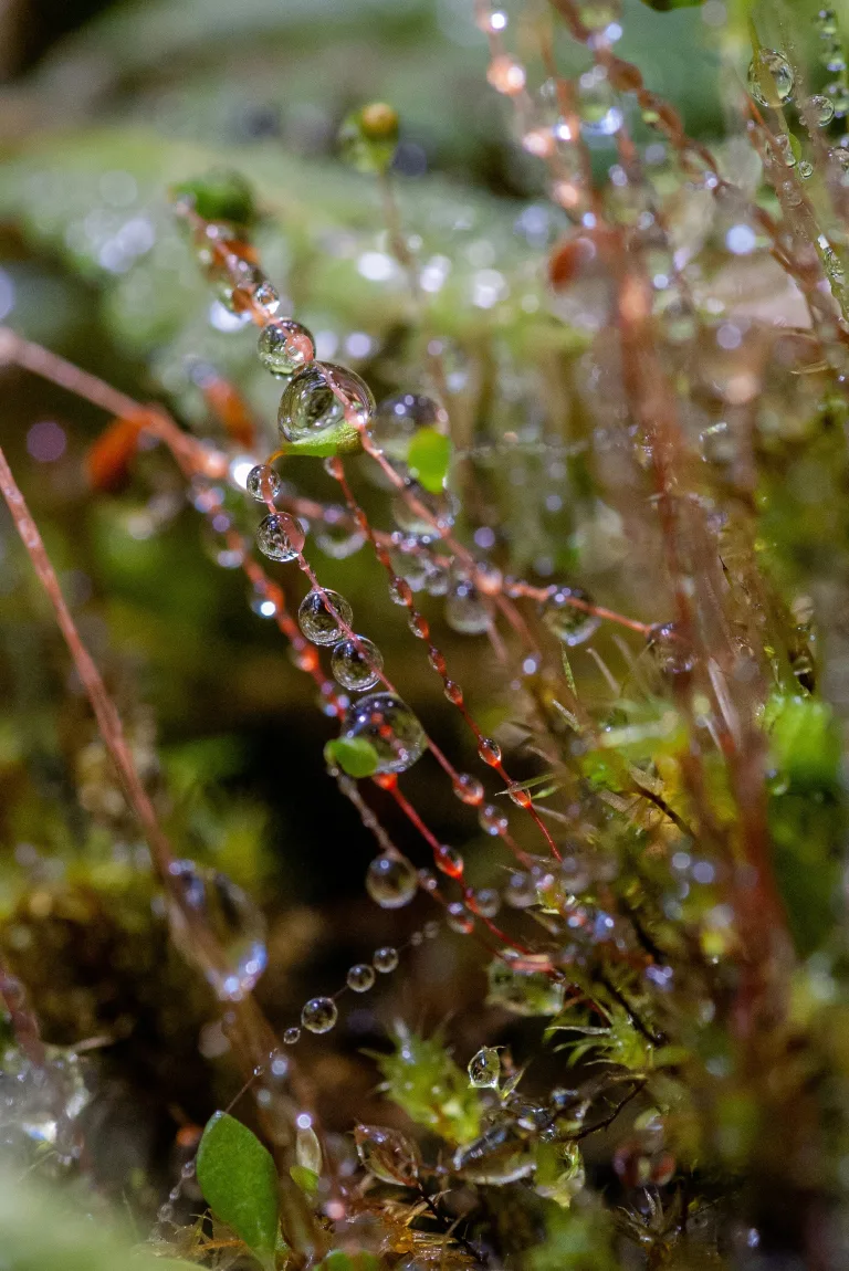 Quand les pollinisateurs disparaissent, le cycle de l’eau se dérègle ​avec des conséquences pour la Résilience des territoires, l&rsquo;Agriculture et la Santé