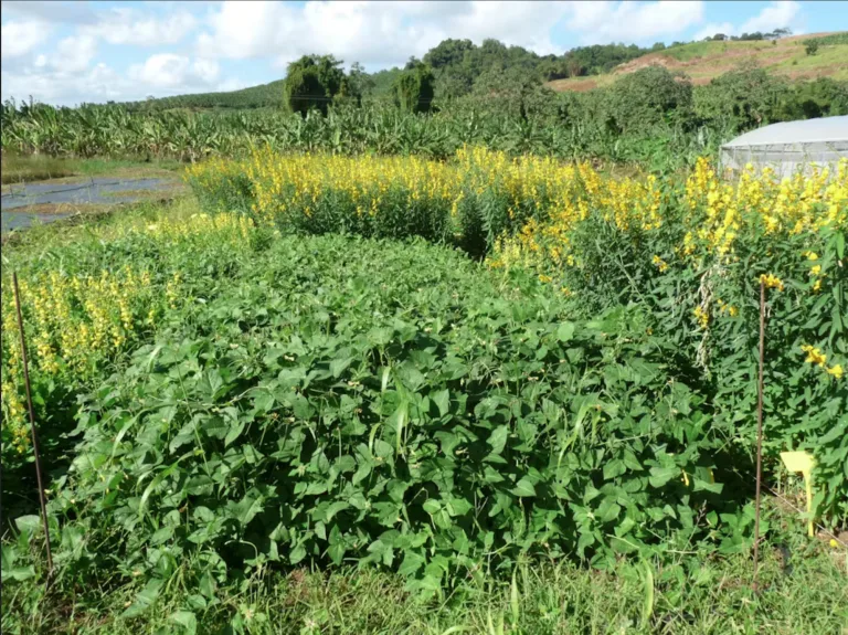 Les plantes aussi ont un microbiote, et il pourrait nous aider à réduire les pesticides