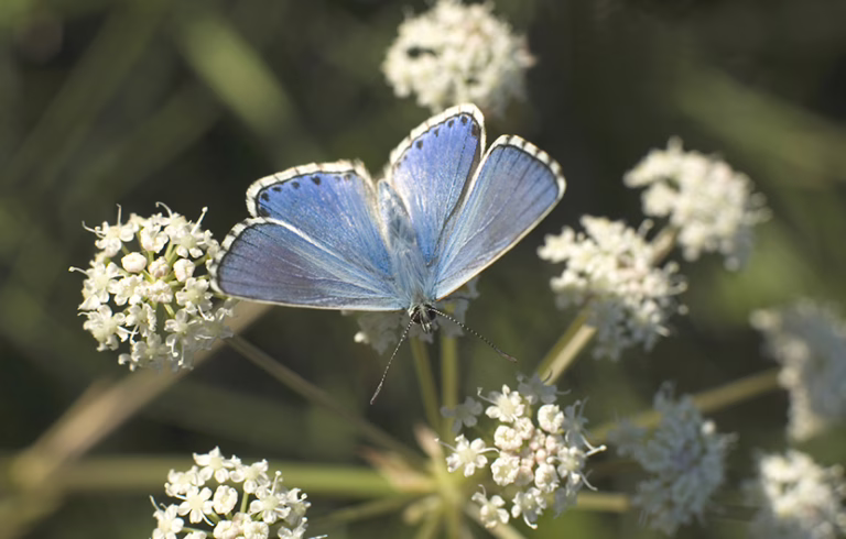 BFAT pour mesurer l&rsquo;impact des pratiques agricoles sur la biodiversité
