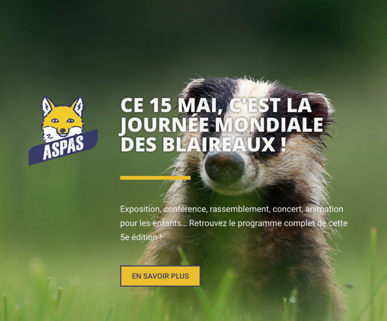 Le 15 mai, c&rsquo;est la Journée mondiale des blaireaux !