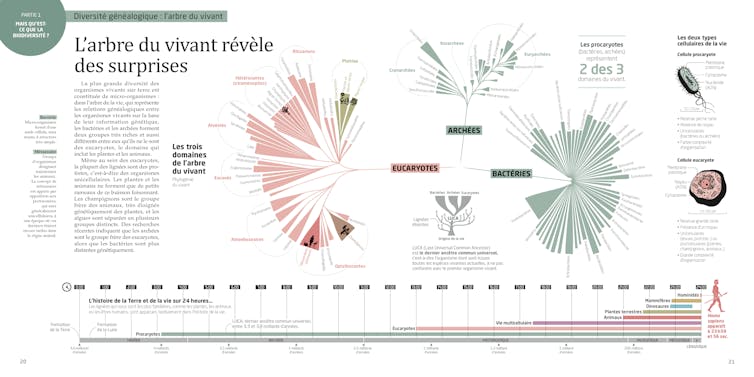 Double page issue de l’ouvrage La Biodiversité en infographies aux Editions Tana