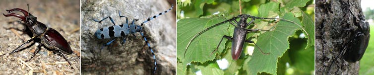 De gauche à droite : lucane cerf-colant, rosalie des Alpes, grand capricorne du chêne et pique-prune