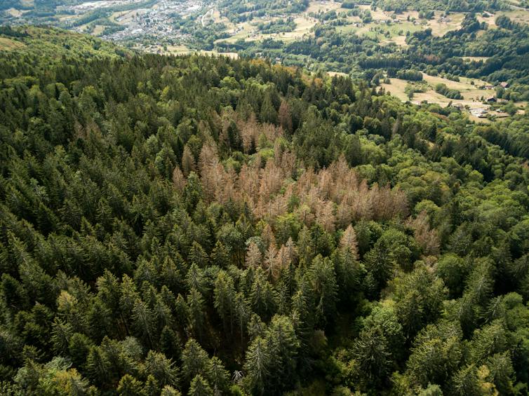 Forêt d’épicéas scolytés dans les Vosges en 2020