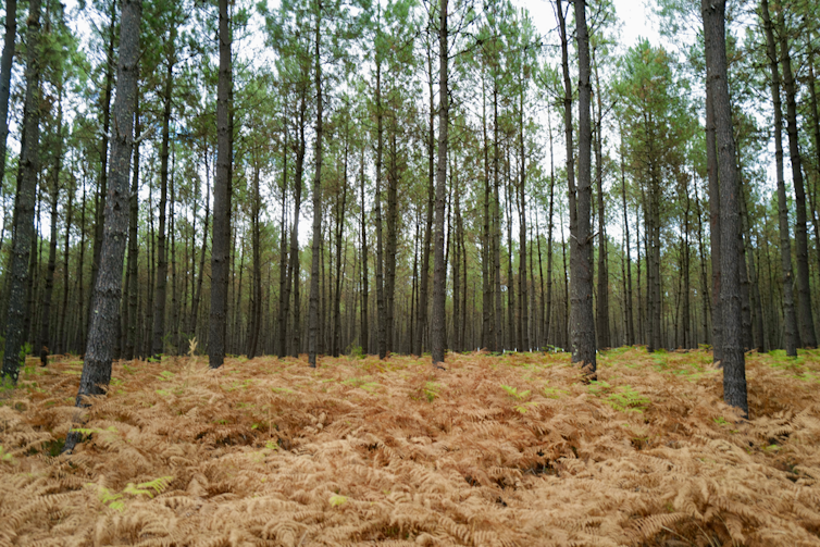 Plantation de pins maritimes dans les landes de Gascogne