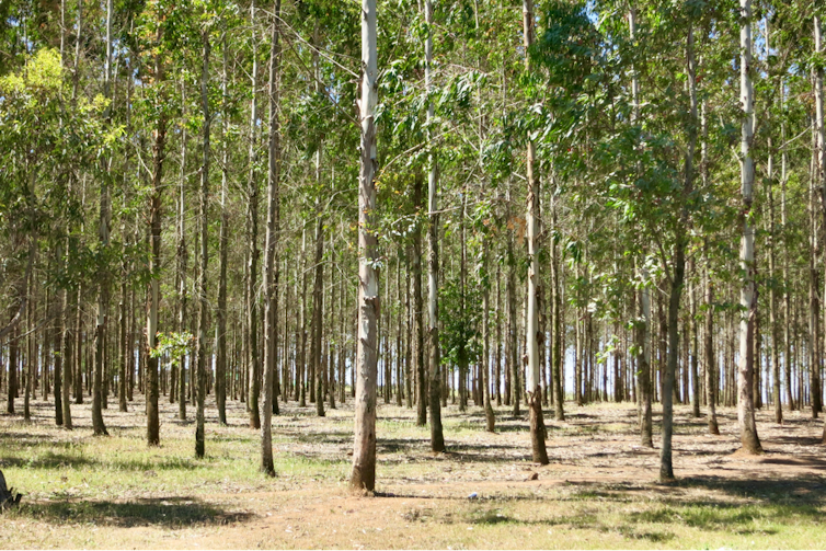 Plantation d’Eucalyptus ayant remplacé une forêt de Chênes liège au Maroc