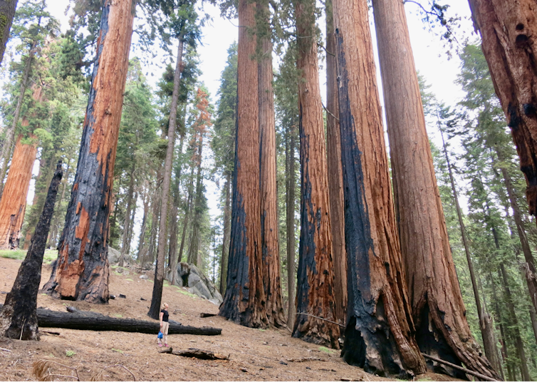 Forêt de Sequoiadendron giganteum (Sequoia Park, Californie)