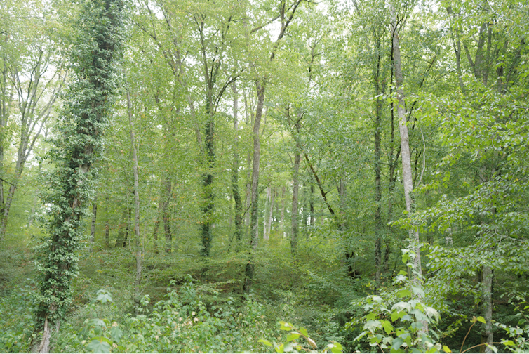 Hêtraie, forêt d’Auberive, Haute-Marne