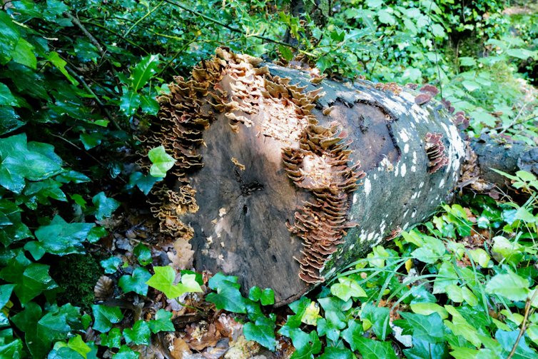 Champignons saroxyliques colonisant un bois mort en forêt de Sainte Baume